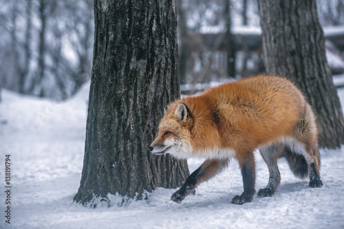 Red Fox Prowling Through the Snowy Forest © Stock87