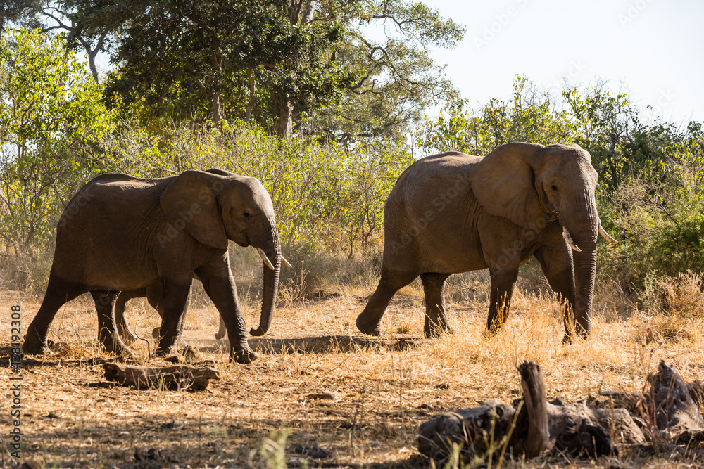 Fototapeta premium Afrikanische Elefant (Loxodonta africana), Afrika, Botswana, Tuli Block