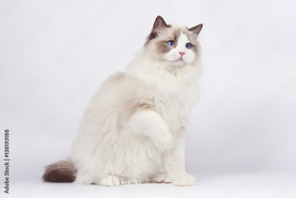 Beautiful white cat ragdoll with blue eyes on white background