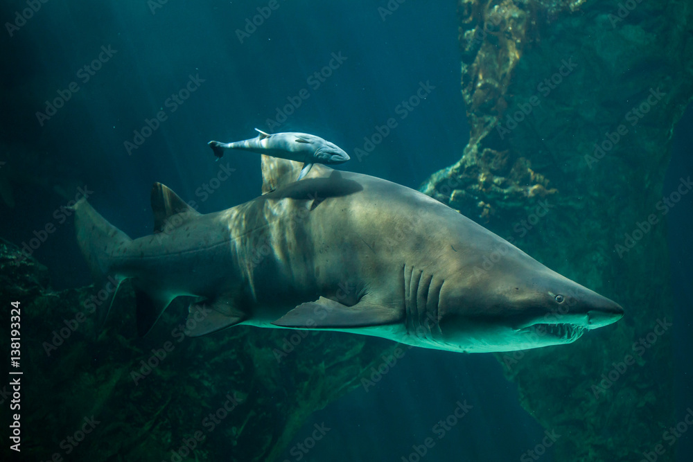 Fototapeta premium Live sharksucker and sand tiger shark.