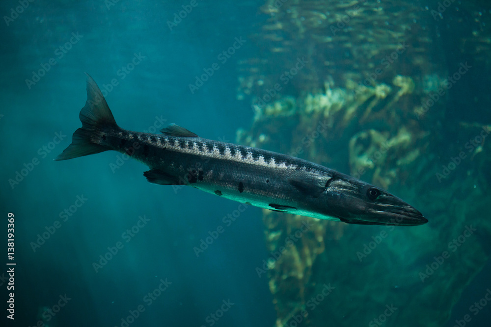 Fototapeta premium Great barracuda (Sphyraena barracuda)