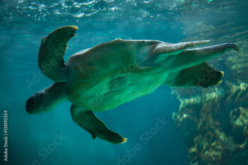 Loggerhead sea turtle (Caretta caretta).
