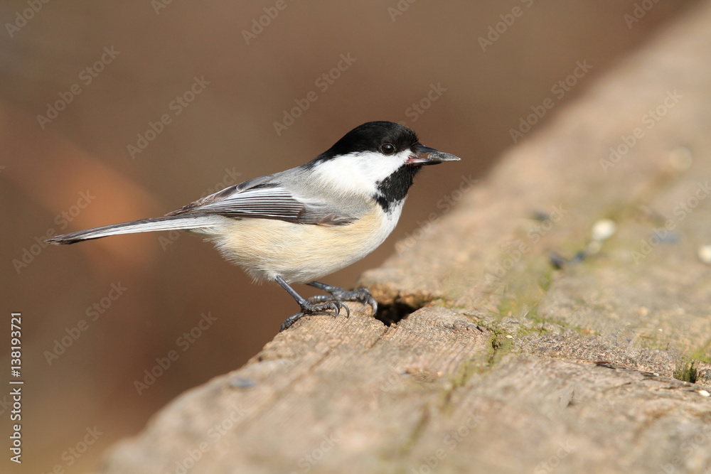 Fototapeta premium Black-capped Chickadee perched on wood rail in sun