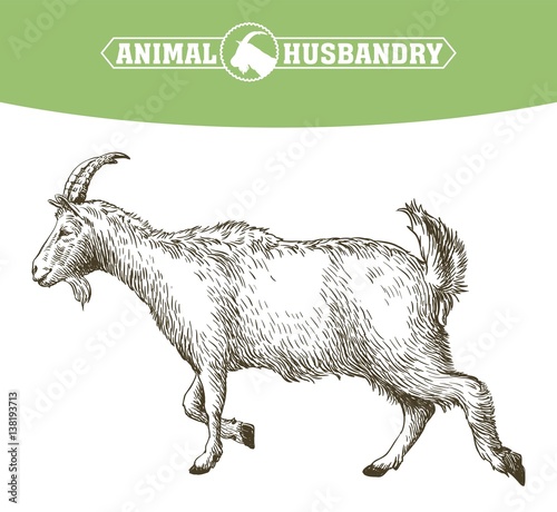 sketch of goat drawn by hand. livestock. animal grazing