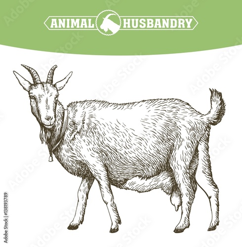 sketch of goat drawn by hand. livestock. animal grazing