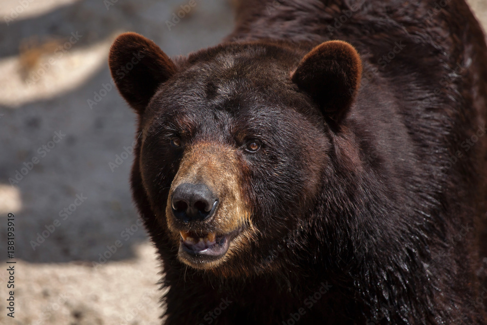 American black bear (Ursus americanus)