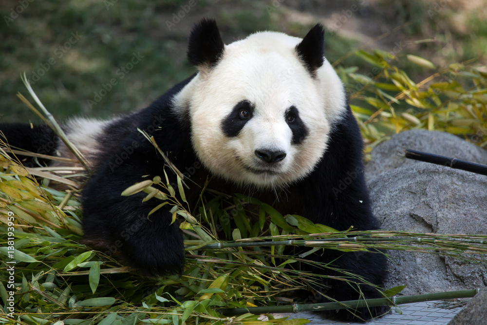 Fototapeta premium Giant panda (Ailuropoda melanoleuca).