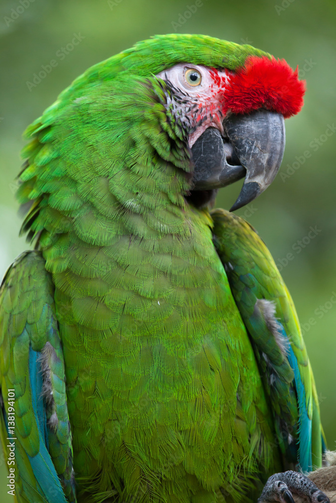 Obraz premium Green military macaw (Ara militaris)