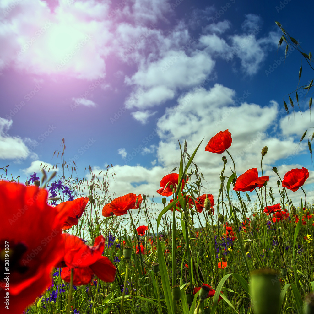 Obraz premium picturesque scene. closeup fresh, red flowers poppy on the green field, in the sunlight. on the perfect blue sky background