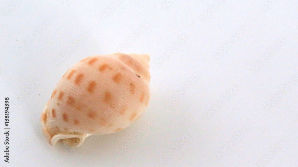 Sea Shell