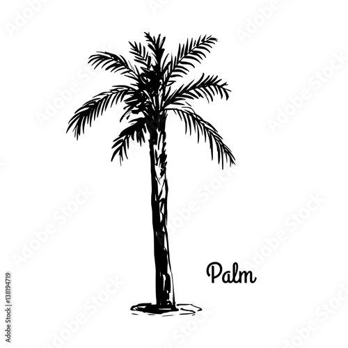 Vector sketch illustration. Black silhouette of Palm isolated on white background. Tropical flora.