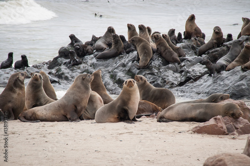 Wild Seals at Cape Cross Seal Reserve, Namibia