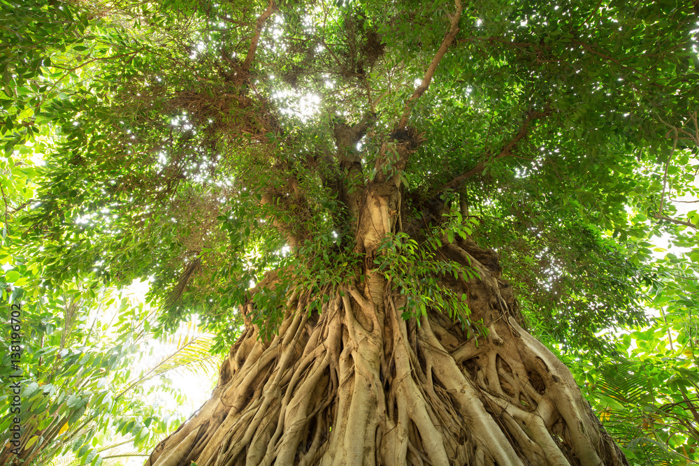 Obraz premium Big tree