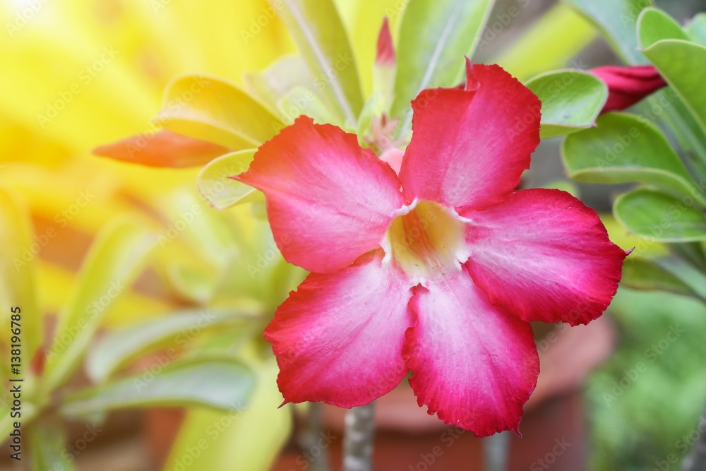desert rose Tropical flower on a tree or Impala Lily beautiful Pink adenium in the garden. with sunset light tone