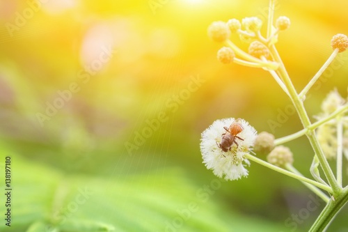 Fototapeta Naklejka Na Ścianę i Meble -   Bee on white flower collecting pollen.  with sunset light tone