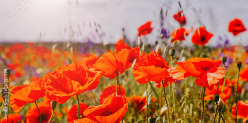 colorful flowers on the field  glowing in sunlight. nature background. real nature landscape. used as background. instagram filter