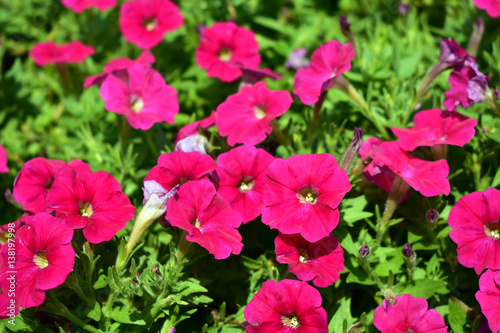 Pink flowers bloom in the garden with natural beauty