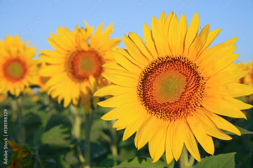 Sunflowers