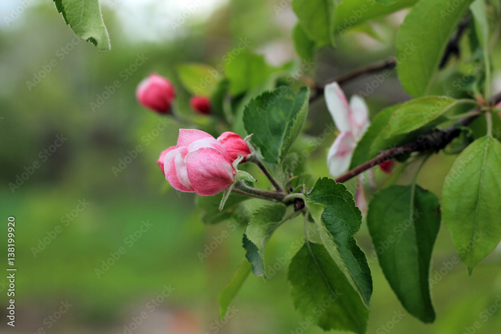 Flower buds and blooms on apple-tree branch. Flower buds and blooms on apple-tree branch.