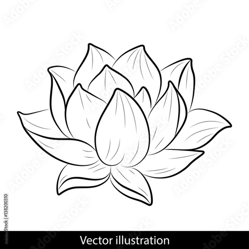 Fototapeta Naklejka Na Ścianę i Meble -  Sketch of a lotus on a white background.