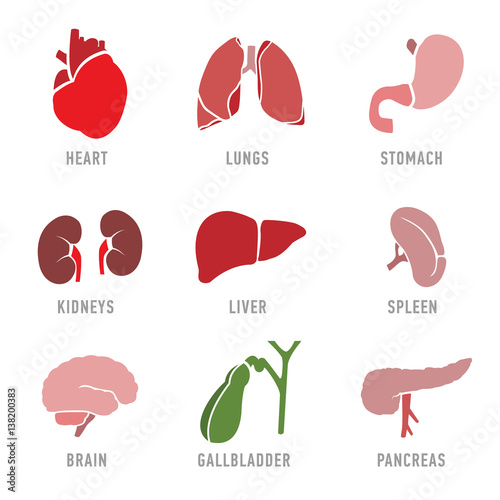 Set with icons of human organs. Vector