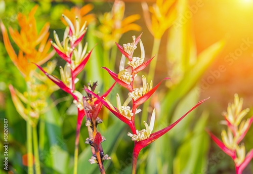 .bird of paradise ,Beautiful red flower ( Strelitzia Reginae Madeira island ) with sunset light tone.