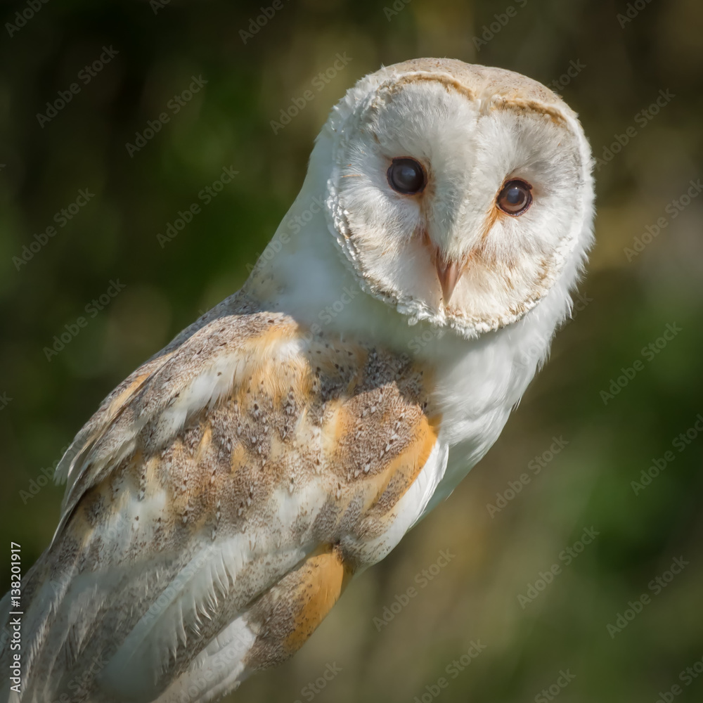 Fototapeta premium A very close detailed three quarter portrait of a barn owl perched and looking forward
