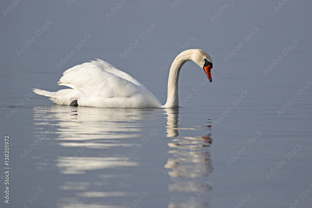 Fototapeta premium Mute swan, Cygnus olor, swimming in a lake with reflections in smooth water