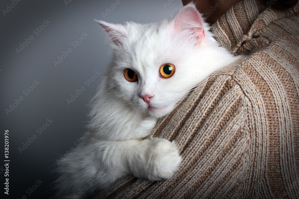 Yellow eyed white cat on a woman's shoulder