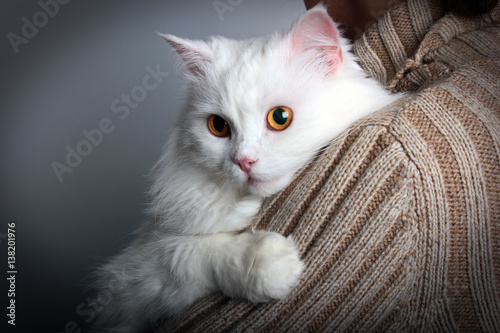 Yellow eyed white cat on a woman's shoulder