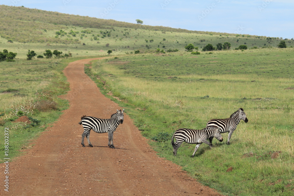 Fototapeta premium Zebras crossing in Massai Mara, Kenya