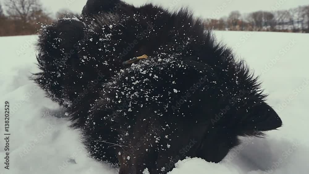 Dog playing in the snow. Winter.