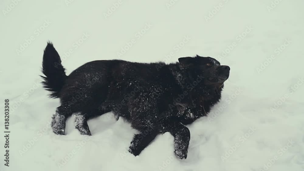 Dog playing in the snow. Winter. Dog playing in the snow. Winter.