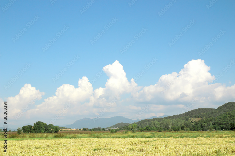 Rice field and perfect blue sky background