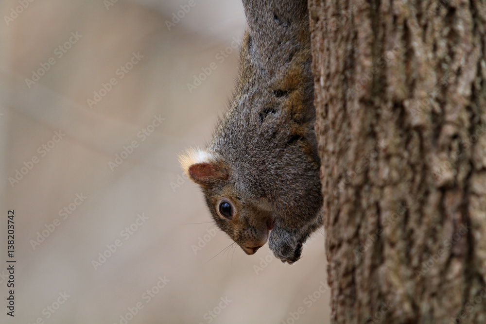 Grey Squirrel feeding on side of tree Grey Squirrel feeding on side of tree