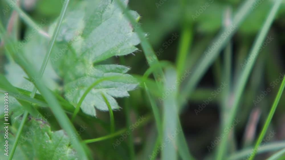 Pull Focus through Grasses and Leafy Stems Pull Focus through Grasses and Leafy Stems