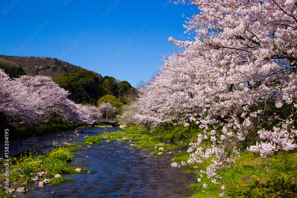 Japanese spring with Sakura and river
