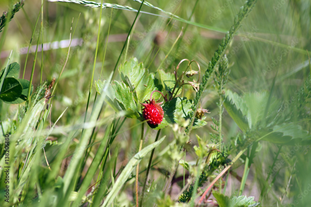 strawberry strawberry