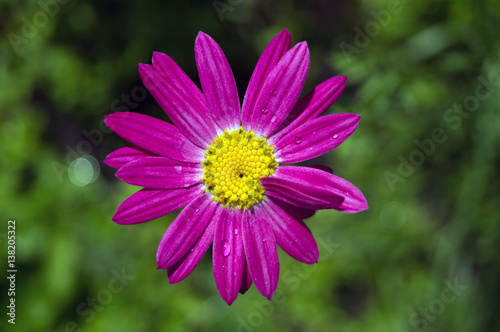 purple flower