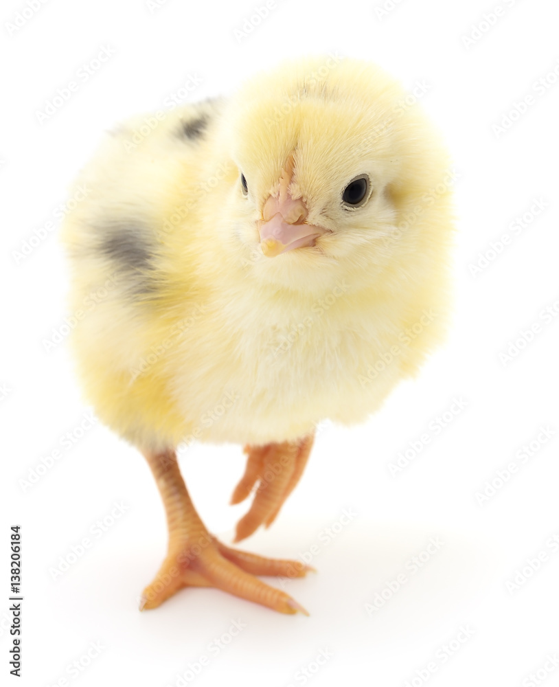Fototapeta premium Small yellow chicken