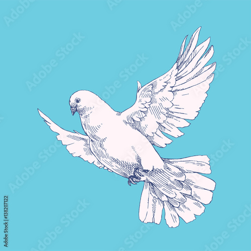 Soaring white dove. Vector illustration of flying pigeon in the blue sky
