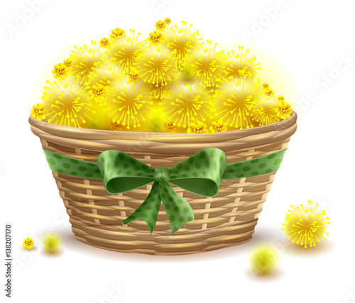 Yellow mimosa flowers full wicker basket