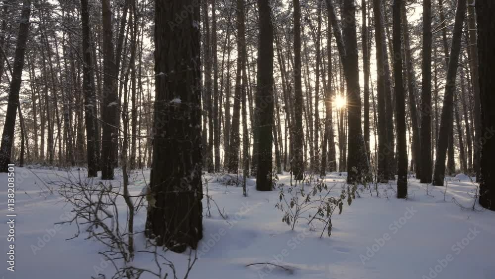 Rays of setting sun streaming through trunks of pine trees in winter forest stock footage video Rays of setting sun streaming through trunks of pine trees in winter forest stock footage video