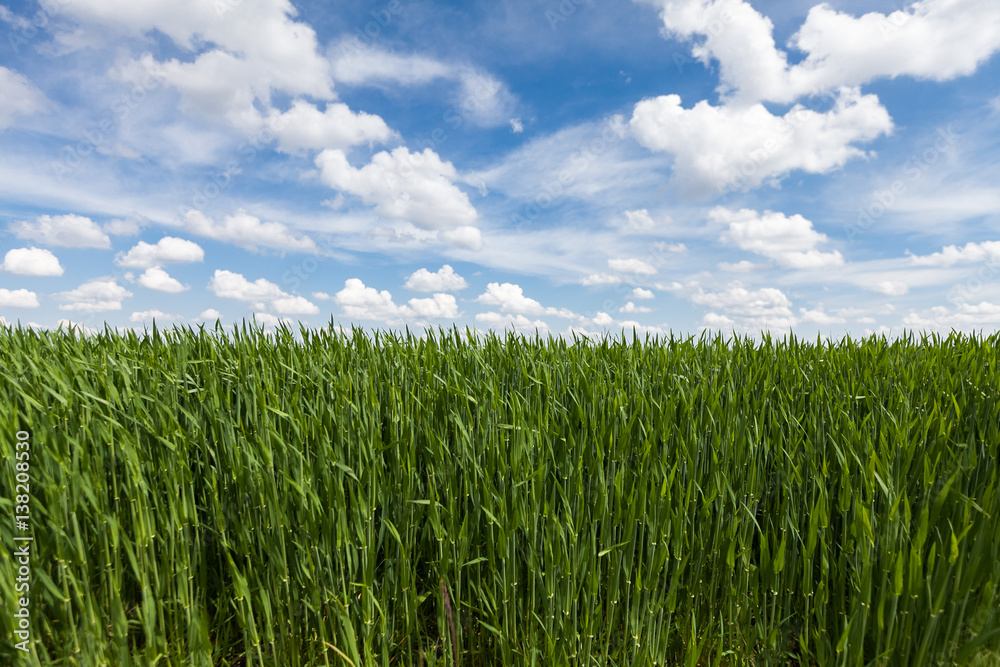 Backdrop Of Green Wheat Ears Field On Cloudy Blue Sky Background. Spring Season. Field of young wheat. Backdrop Of Green Wheat Ears Field On Cloudy Blue Sky Background. Spring Season. Field of young wheat.