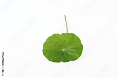 Asiatic green on a white background.