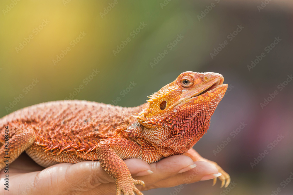 Fototapeta premium close up bearded dragon (Pogona Vitticeps ) australian lizard on hand selective soft focus
