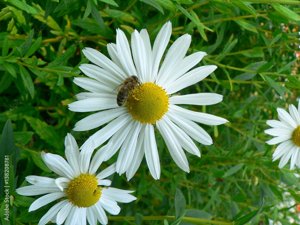 Fototapeta premium Blumenblüte mit Biene