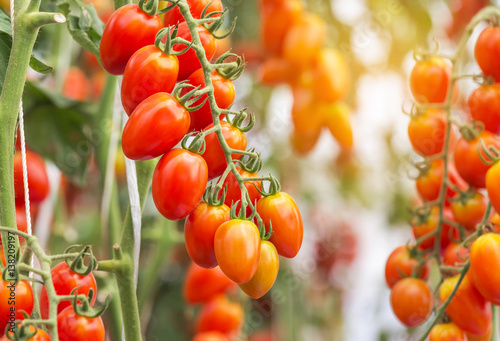 Close up cherry tomatoes hanging on trees in greenhouse selective focus