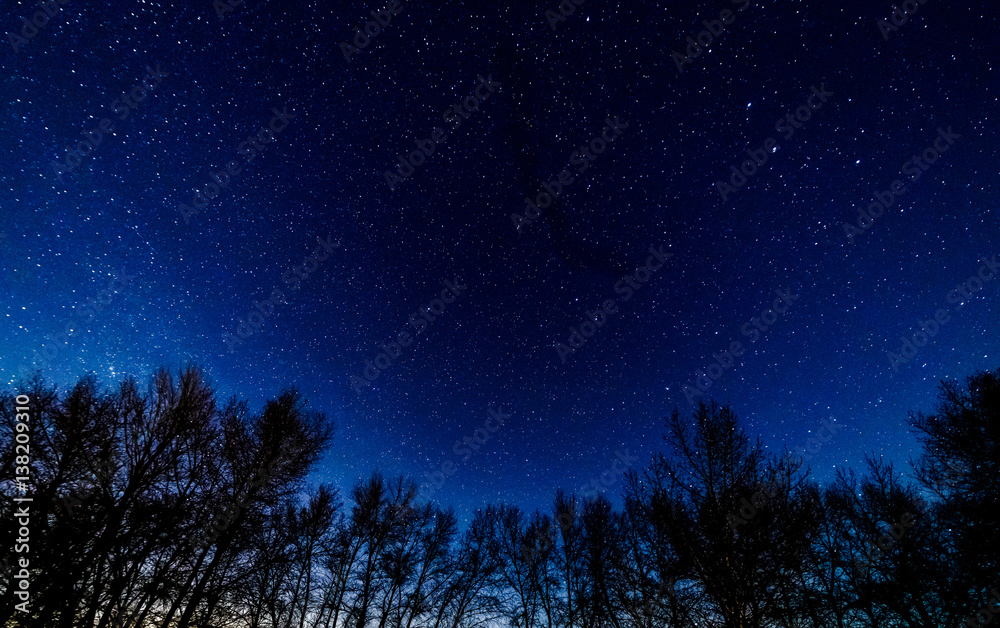 Starry sky above the trees. Starry sky above the trees.