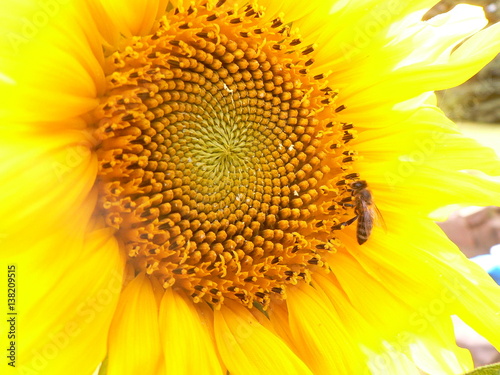 Biene auf einer Sonnenblume